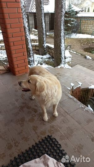 Найдена собака