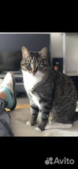 Кот бесплатно