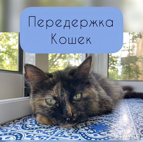 Передержка кошек