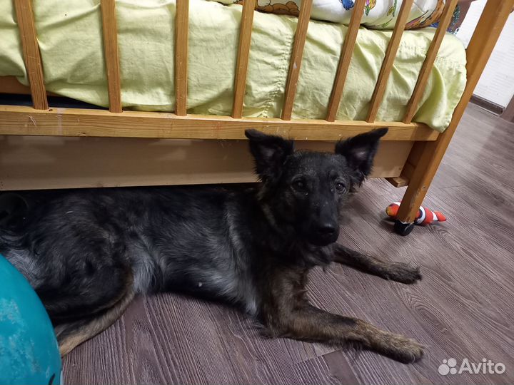 Ксолоитцкуинтли