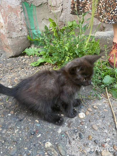 Котёнок 1,5 месяца в добрые руки