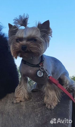 Йоркширский терьер вязка девочка