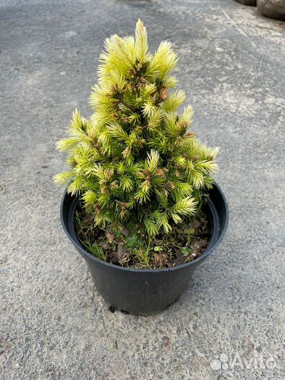 Ель канадская коника Майголд