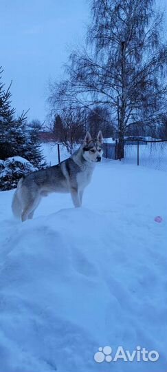 Сибирский хаски вязка