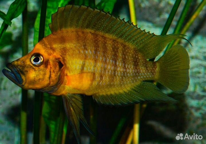 Цихлиды танганьики