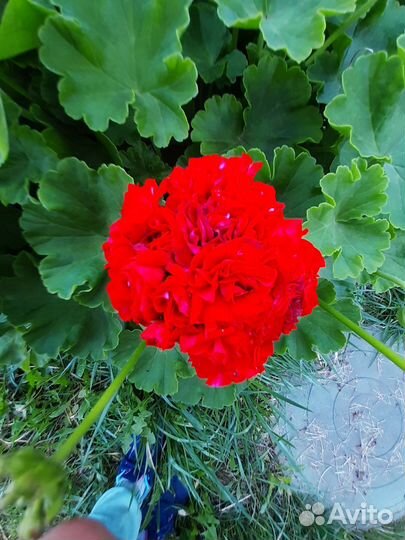 Пеларгония герань, красная