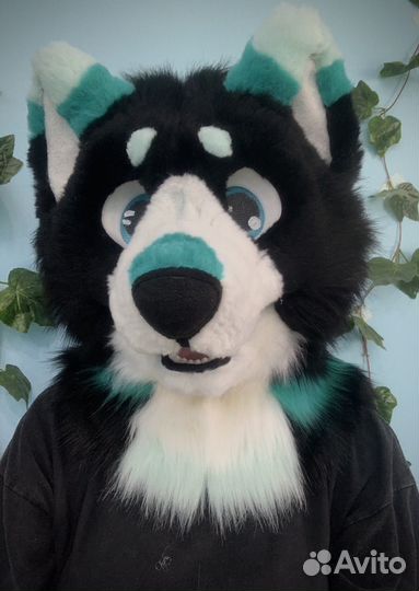 Фурсьют собаки