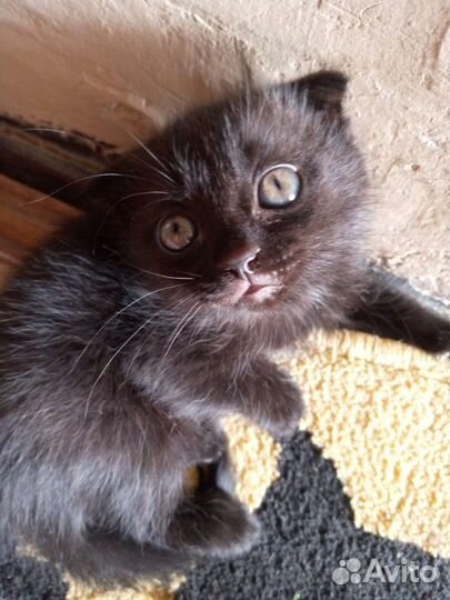 Британский котёнок