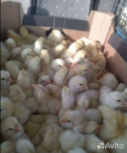 Цыплята