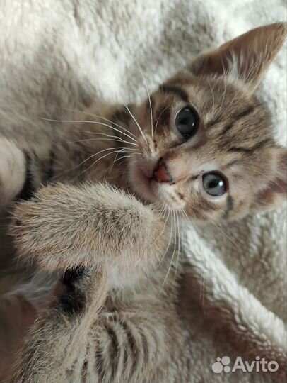 Отдам бесплатно, двух красивых девочек