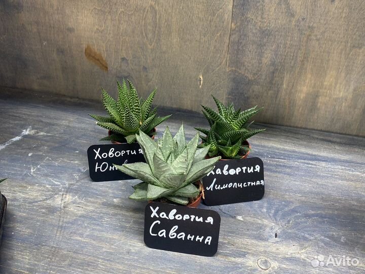 Ховортии саванна лимолистная юниверс