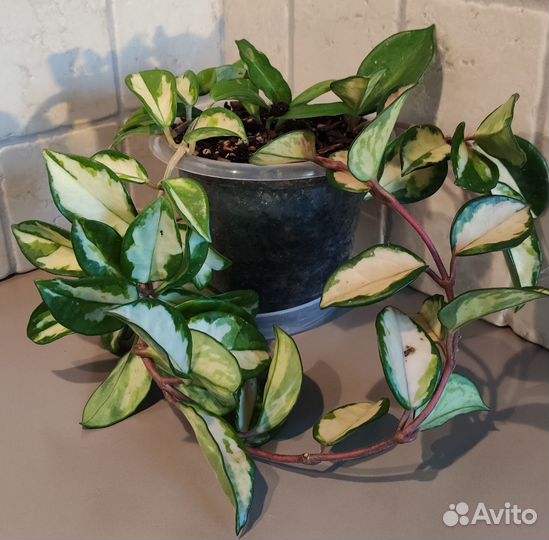 Хойя Карноза Триколор