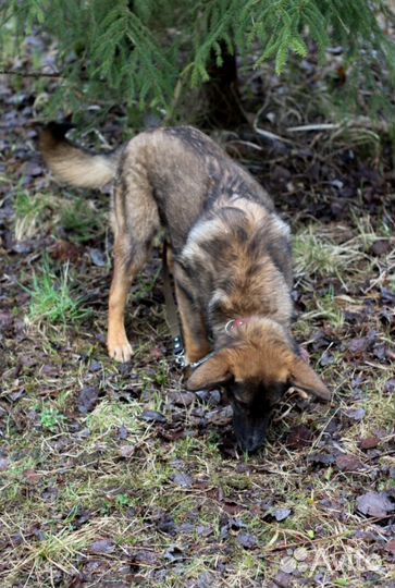 Собака в добрые руки, щенок
