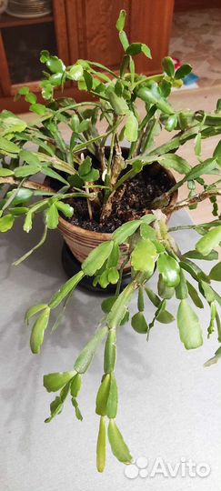 Декабрист Шлюмбергера