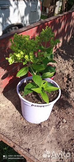 Гортензия Бонфайр