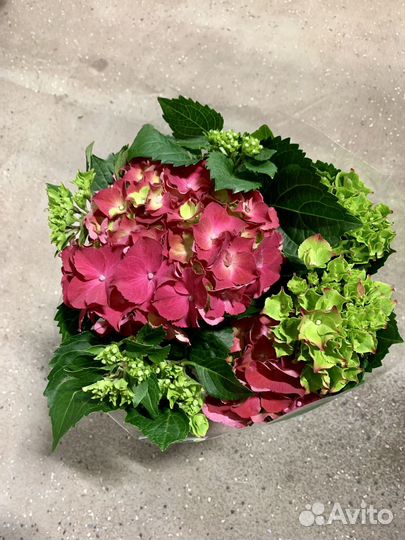 Гортензия метельчатая