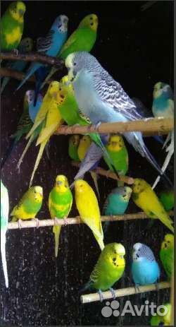 Волнистые ручные попугаи