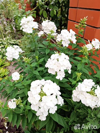 Хоста, гейхера, примула, герань