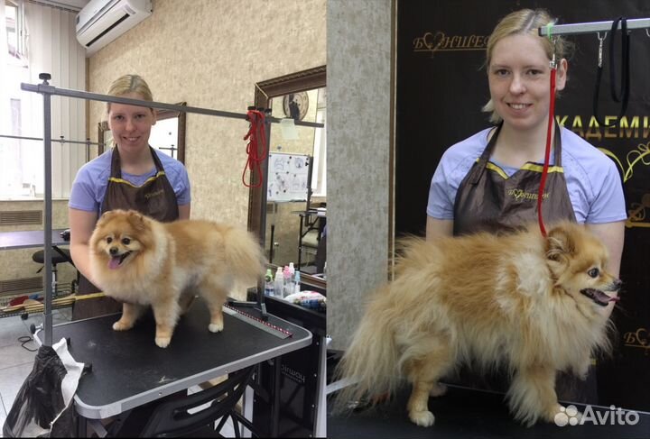 Груминг стрижка собак