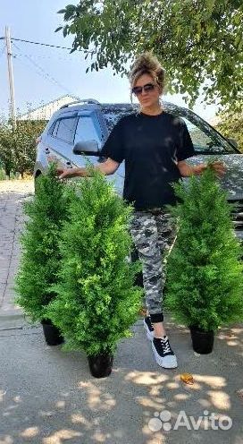 Искусственная туя Западная
