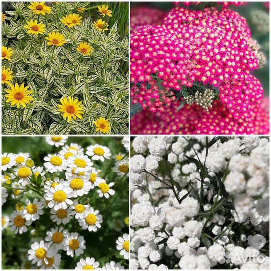 Многолетники для сада