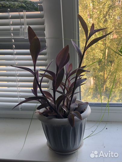 Традесканция