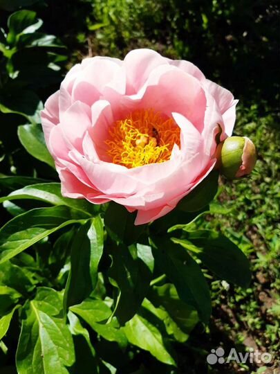 Деленки пионов