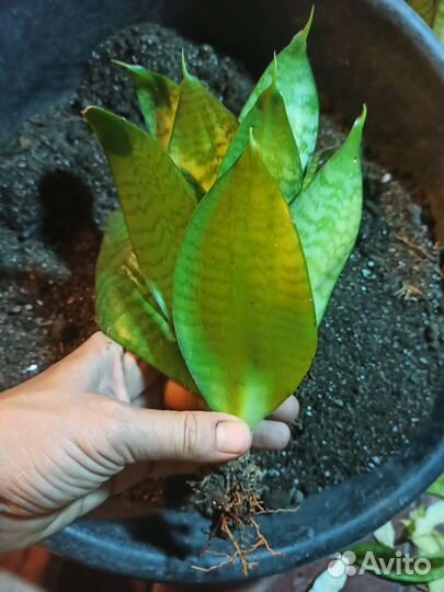 Сансевиерия взрослая, низкорослая тёщин язык