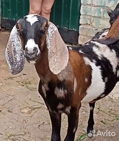 Нубийский козел 100%,козы, ламанча, козочки