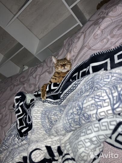 Бенгальский кот вязка