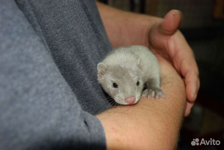 Норка