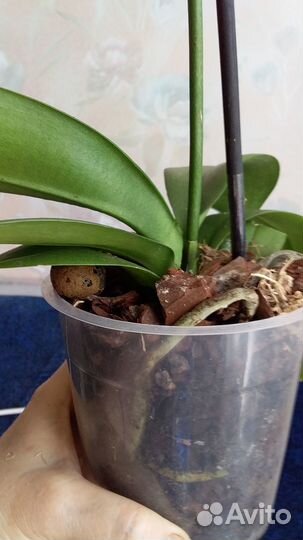 Орхидея фаленопсис 