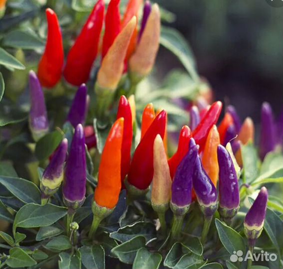 Рассада острого перца