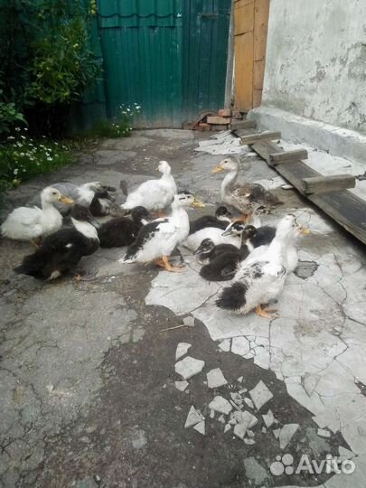 Утята петухи голошейки