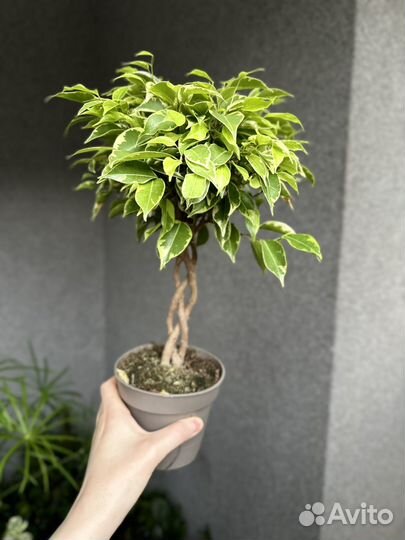 Фикус бенджамина пестролистный