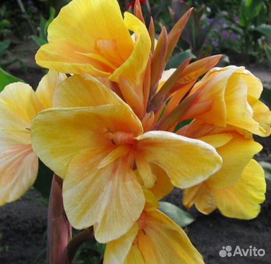 Клубни канны