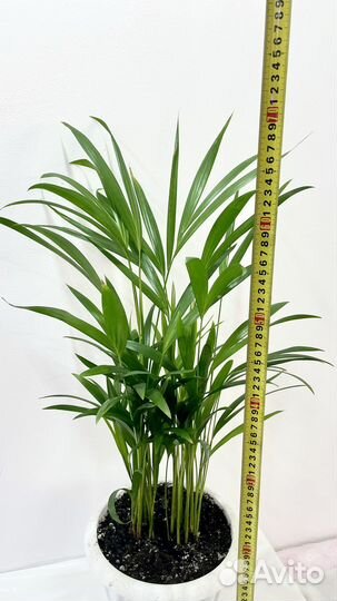 Пальма дипсис