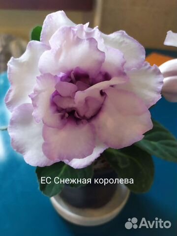 Глоксинии сортовые (листы) сезон 2023