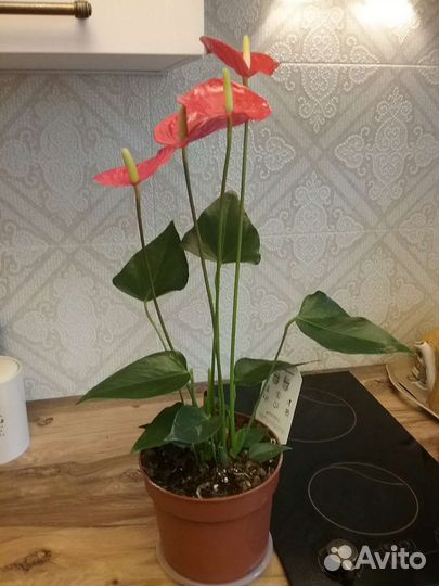 Антуриумы сортовые