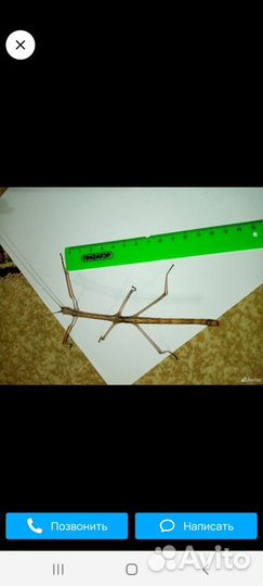 Палочник краснокрылый