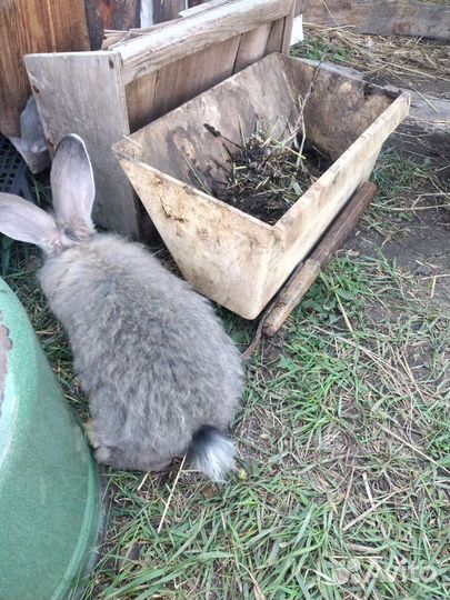 Кролики простые и пуховые