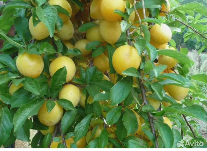 Саженцы плодовых деревьев и кустарников