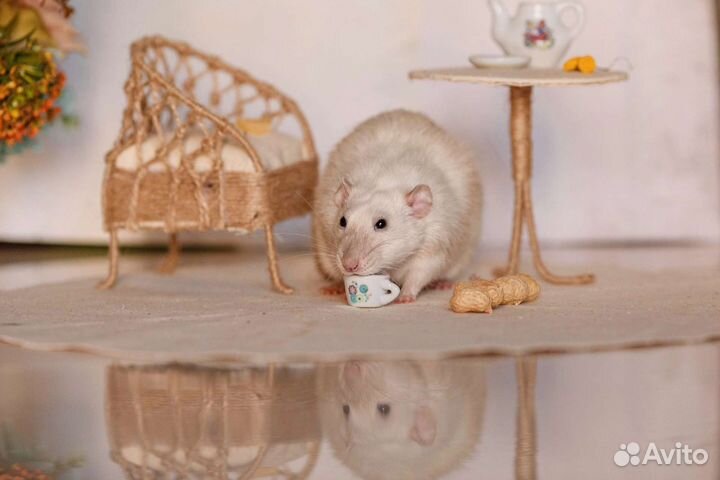 Реквизит для фотосессий