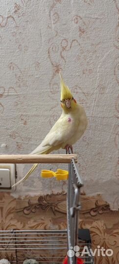 Попугай карелла