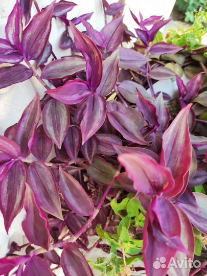 Зебрины 4 сорта Укоренённые и на срез