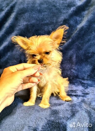 Забавная девочка