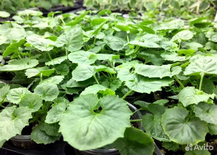 Кампанула 6 сортов (ук.черенки 0,1л)