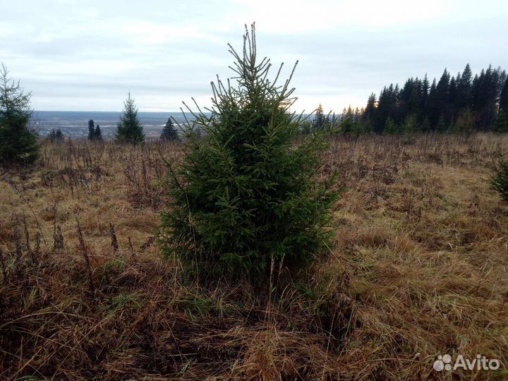 Ель (ёлка)новогодняя оптом