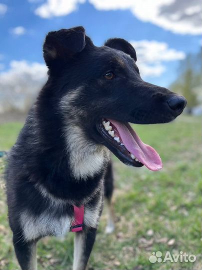 Собака в добрые руки отдам бесплатно