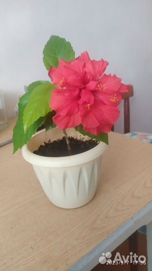 Гибискус китайская роза, махровая, ярко-красная